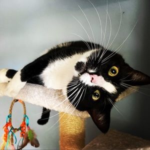 Meet your Posher, Elyse